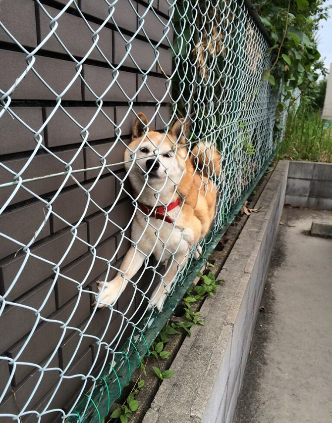 Stuck-Behind-Fence