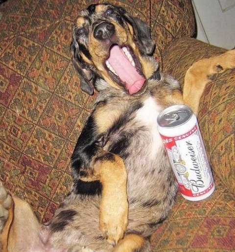 http://molempire.com/2011/10/21/alcoholic-dogs-drinking-beer/