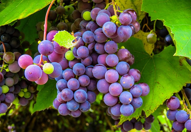 https://pixabay.com/en/autumn-grapes-grape-vine-fruit-947501/