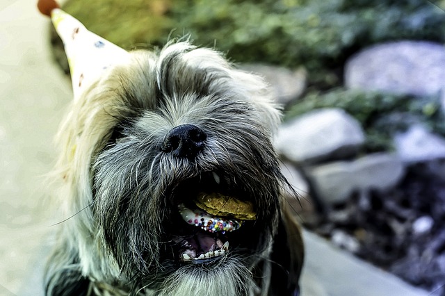 https://pixabay.com/en/happy-birthday-dog-pet-animal-841481/
