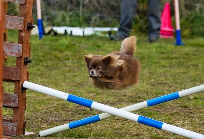 perfectly-timed-dog-photo-22