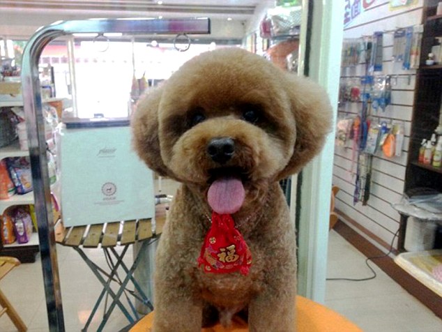 Pic shows: Dog with shapely haircuts. Dog owners in Taiwan are queueing up to take part in the latest craze by getting their pets shapely haircuts. Although cutting hedges into shapes has been practised for centuries, the idea of cutting a dog's fur to give it similar shapes has only recently taken off, with hairdressers opening up to cater for demand. Hairdresser Tain Yeh, 42, who runs a parlour in the Taiwanese capital Taipei said: "I am aware of the trend although we don't have much request for it here because it's very difficult to keep the shape. It came about because people were always looking for more impressive haircuts, and somebody came up with the idea of shaping the dog like a hedge." Pictures of the dogs with their shapely haircuts proved extremely popular on social media platforms prompting ever more people to sign up for grooming and to get shaped dogs of their own. Proud pet owners have realised that having their beloved pet looking groomed and tidy will mean a lot more likes, and a lot more shares, than a messy pet. Tain said: "The dogs don't mind, and the owners keep coming back for more. This sort of haircut needs a lot more maintenance then the regular type. It is also not suitable for all breeds. The dog needs to have plenty of hair to play around with so that you can shape it around the face and body." (ends)  
