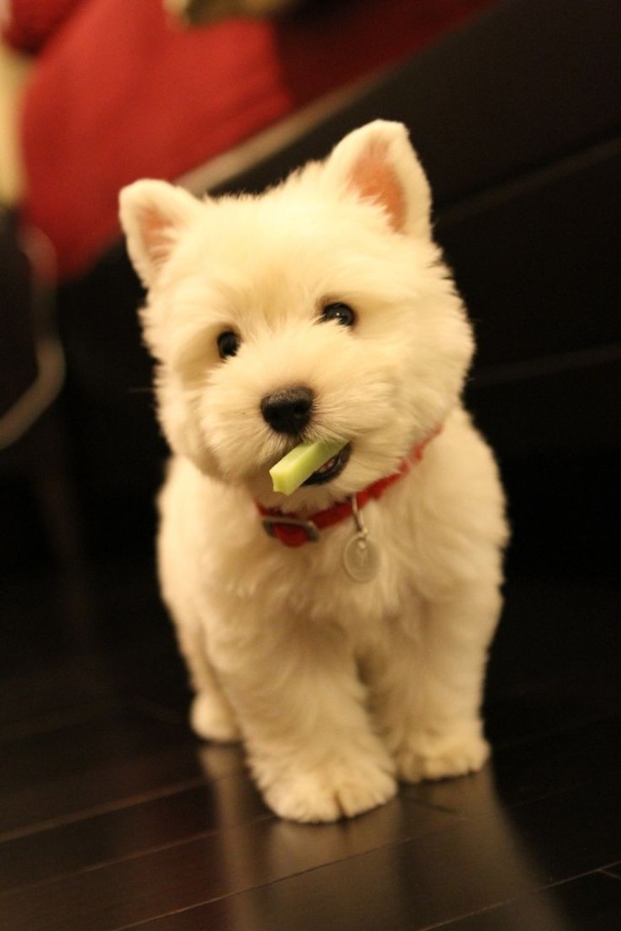 celery pup