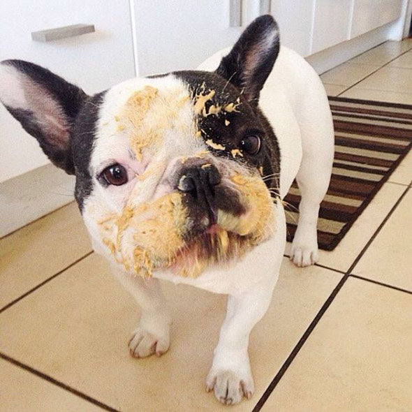 16 Photos That Illustrate a Dog’s Love Affair with Peanut Butter – Page