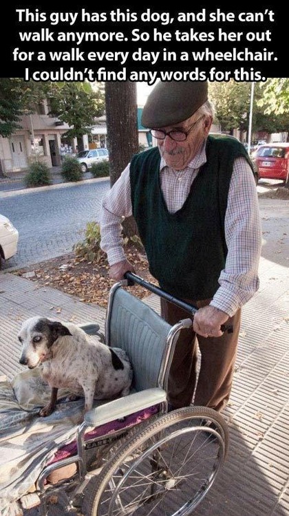 Old-Man-Walks-His-Old-Handicapped-Dog-Every-Day-In-a-Wheelchair-In-a-Bittersweet-Moment