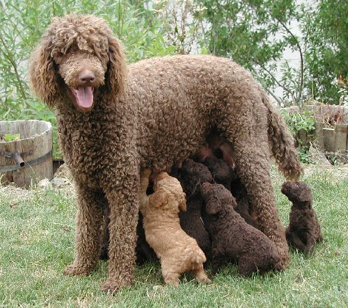 Real French Poodle