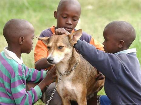 africandog-2