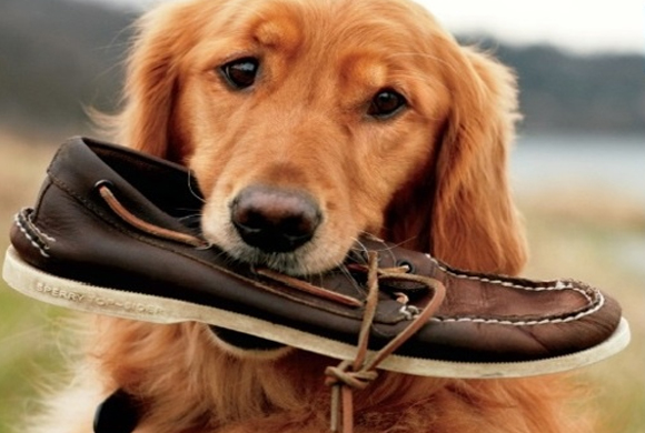 dog_chewing_shoe