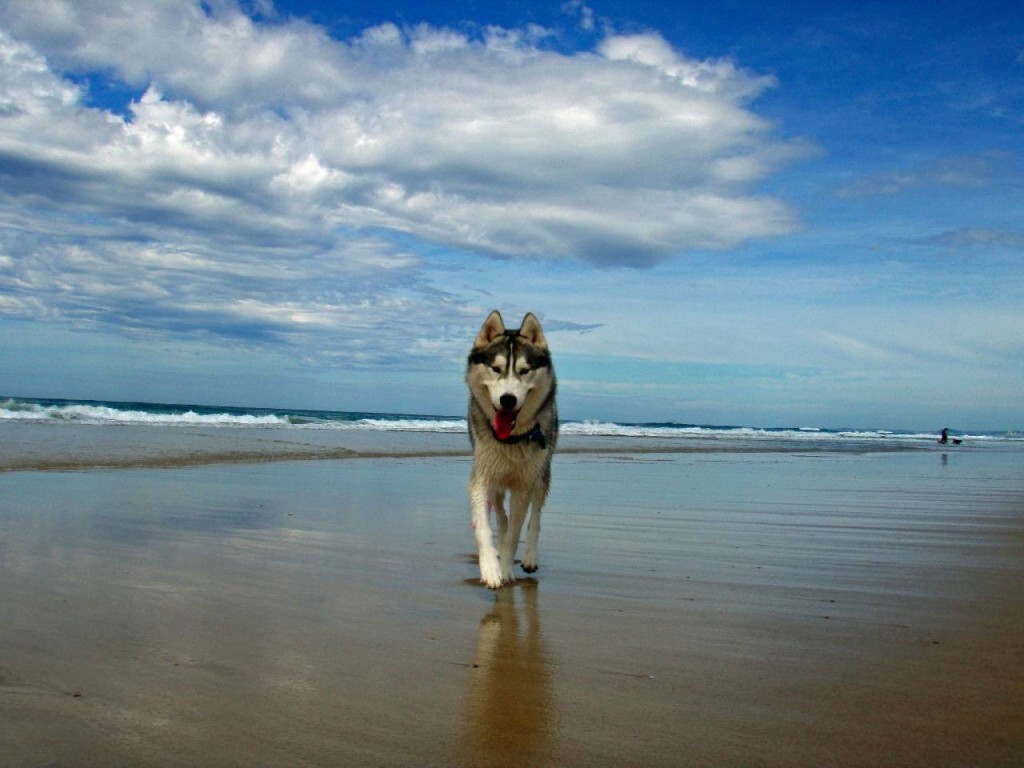 304024-dogs-husky-on-the-beach