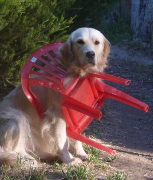 Animals-Stuck-in-Plastic-Garden-Chairs-1