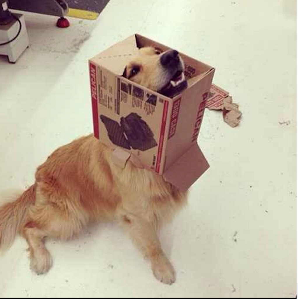 Animals-stuck-in-odd-places-but-dont-seem-to-mind-dog-box