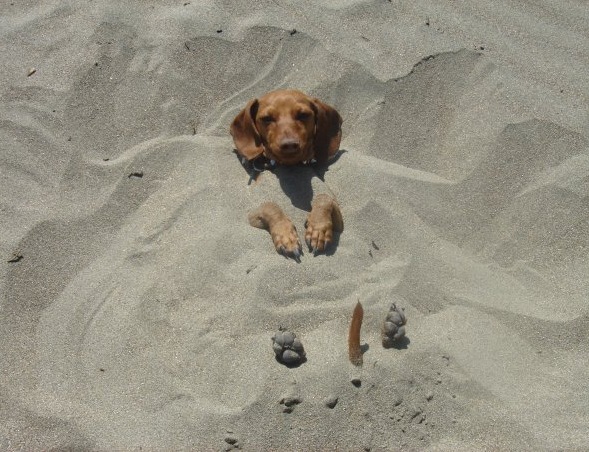 Beach-Dog-172