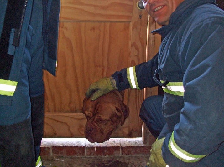 PIC SHOWS THE FIREMAN WITH THE DOG STUCK IN THE CAT FLAP. A dopey dog who weighs a massive 85 kilos (13 .5 STONE) had to be freed by firefighters after getting his head stuck in a cat flap. Huge hound Moses Chan was left barking mad after he squeezed his big head into the tiny hole and was left lodged for TWO hours. The 14-month-old mutt, who measures more than 5ft tall on his hind legs, had been trying to copy his owner's four cats, but didn't realise how big he was. "I can't believe I have a blonde dog who thought he could fit in such a tiny gap,"said owner Lisa Saberi, who has only had Moses a week. "He seems to think he's a cat. He is always trying to play with them and he tries to eat their food if I'm not watching." Lisa, 29, had left Moses, a Dogue de Bordeaux, to run around in the garden while she nipped to the shops with her 13-year-old daughter, Natasha and son Haydn, 10. But Moses got fed up with being outside and when he saw cats Hunni, Clover, Paddy and Marley going through the cat flap he decided to do the same. Luckily next-door neighbour Reece Young, 12, heard Moses whimpering for help and quickly realised what was wrong when he peered over the fence and could only see the back end of the big dog sticking out the door. He quickly tried to free the poor pup but had no luck so called his mum, Jackie, who came home and phoned the fire brigade. Lisa, from Welwyn Garden City, Bucks, said: "I wondered what was going on when I got back. I couldn't believe Moses had been so silly. "He looked so sad and sorry for himself I was really concerned, but it was a very funny sight. "You could just see this huge head." It took 45 minutes for the firemen to rescue Moses by drilling holes around the plastic cat flap. The poor pooch was then taken to the vet with a grazed neck but is now on the mend. SEE COPY CATCHLINE DOG STUCK.