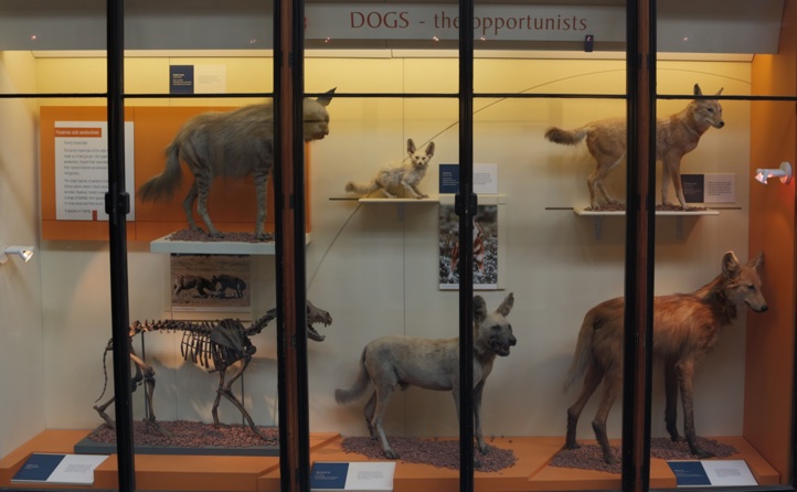 extinct wild dogs