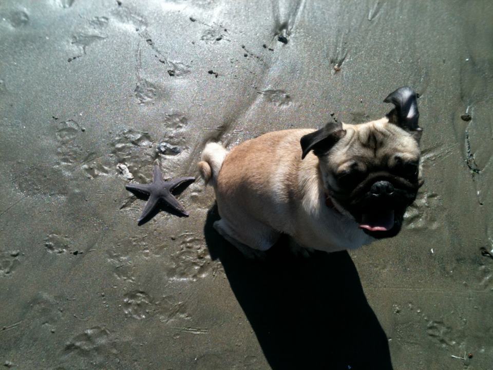 Max-at-the-beach-Pug-Life