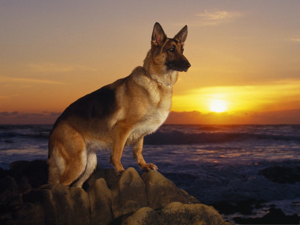 Picture-of-Dogs-German-Shepherd-at-the-Beach-Stand-Tall-Like-a-General-Making-an-Order