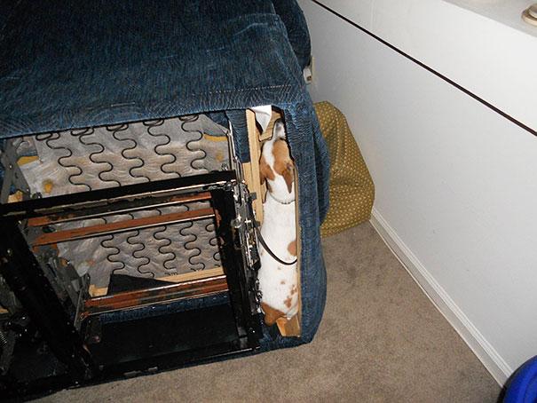 funny-cats-dogs-stuck-furniture-7