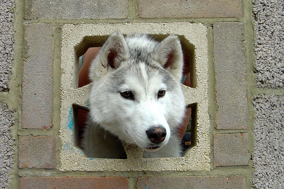 A six-month-old male husky called Keano has his head trapped in a brick wall in a garden in Whitchurch, Hampshire.