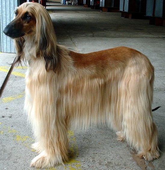 The Afghan Hound is a great choice for children with allergy to dog dander. | Via commons.wikimedia.org