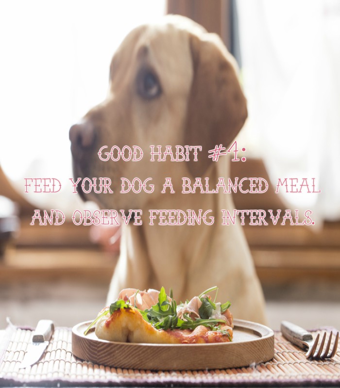 Via doggyfoods.com