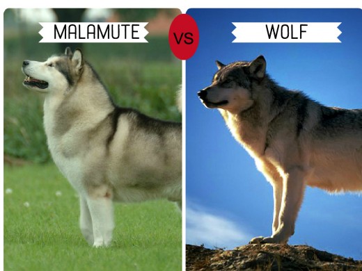 dogs-that-look-like-wolves