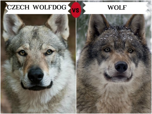 dogs-that-look-like-wolves