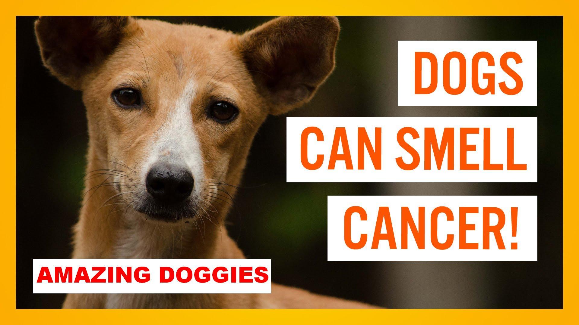 What Dogs Can Sniff Out Cancer