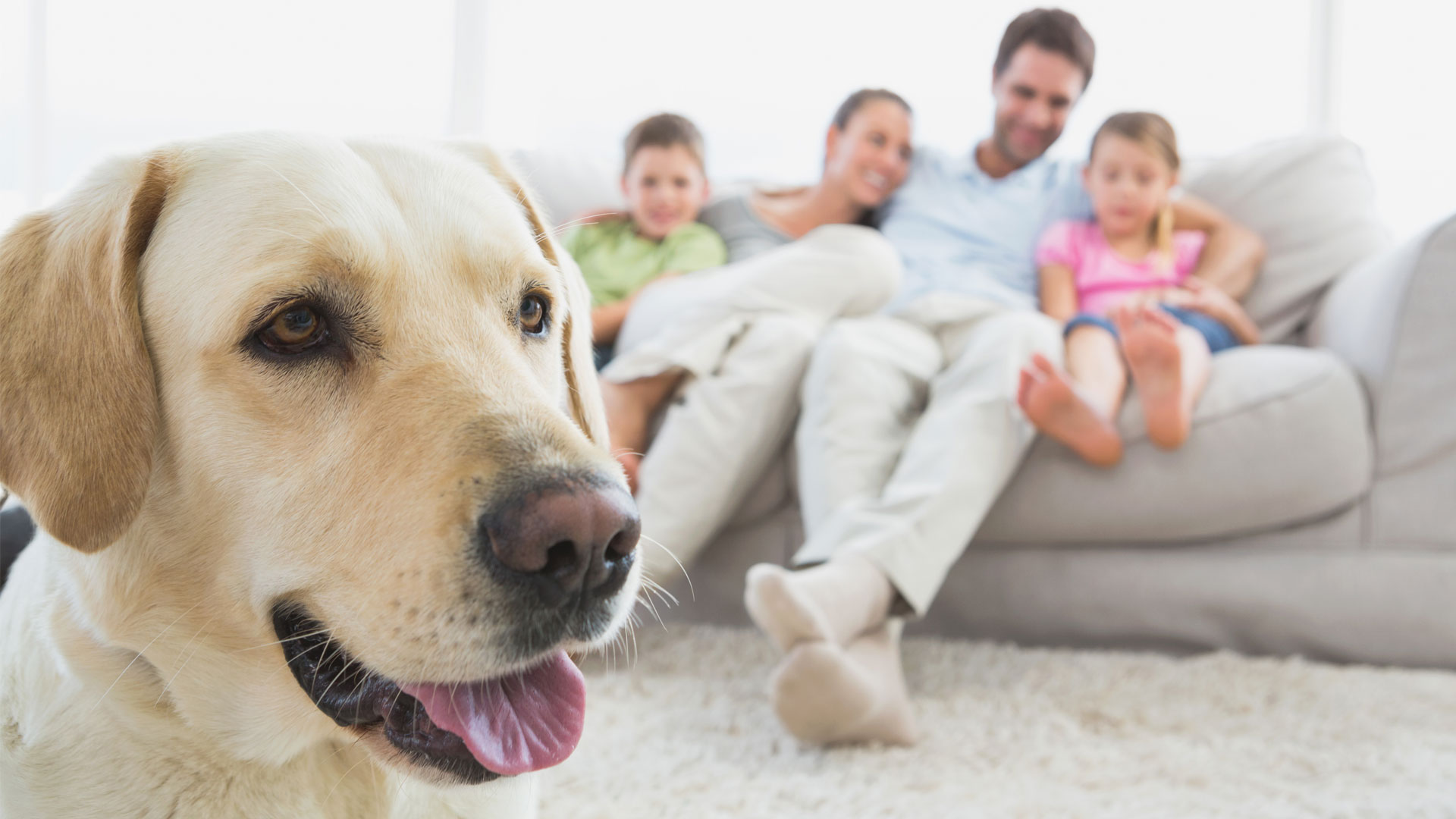 Pet simple. Лабрадор ретривер с семьей. Семья с собакой. Счастливая семья с собакой. Семья на диване с собакой фотосессия.