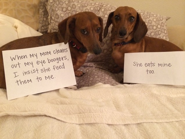 Via dogshaming.com