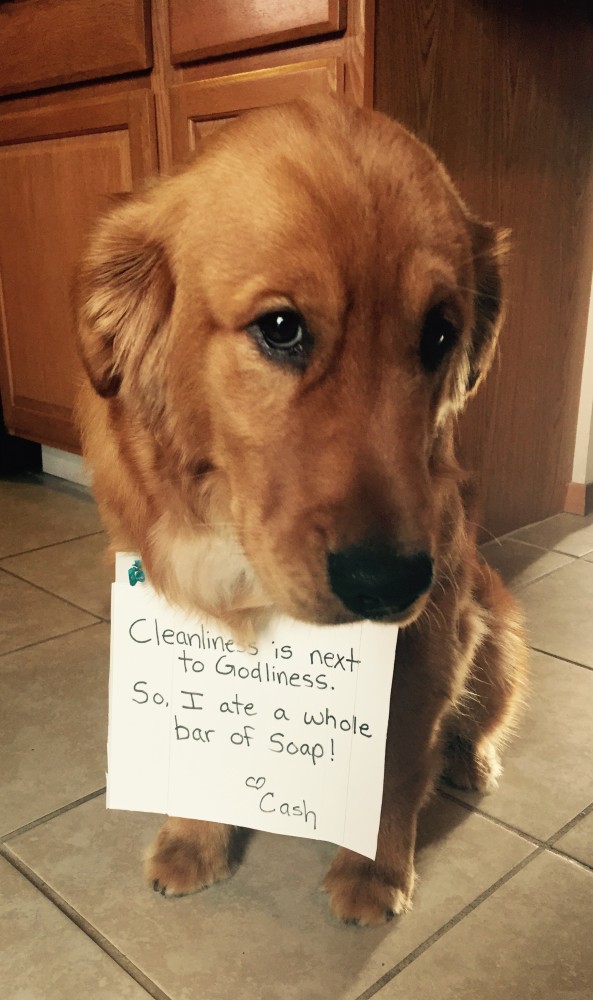 Via dogshaming.com