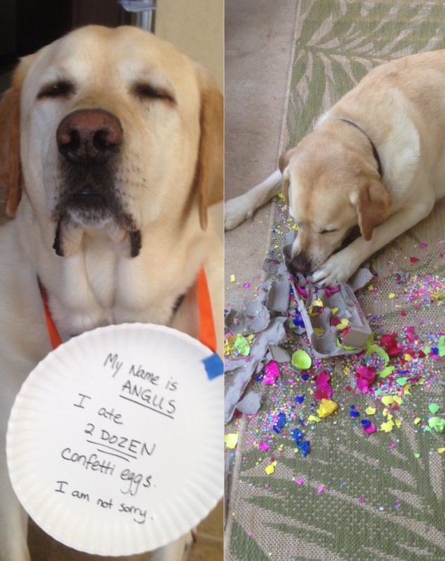 Via dogshaming.com