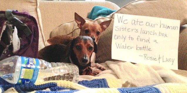 Via dogshaming.com