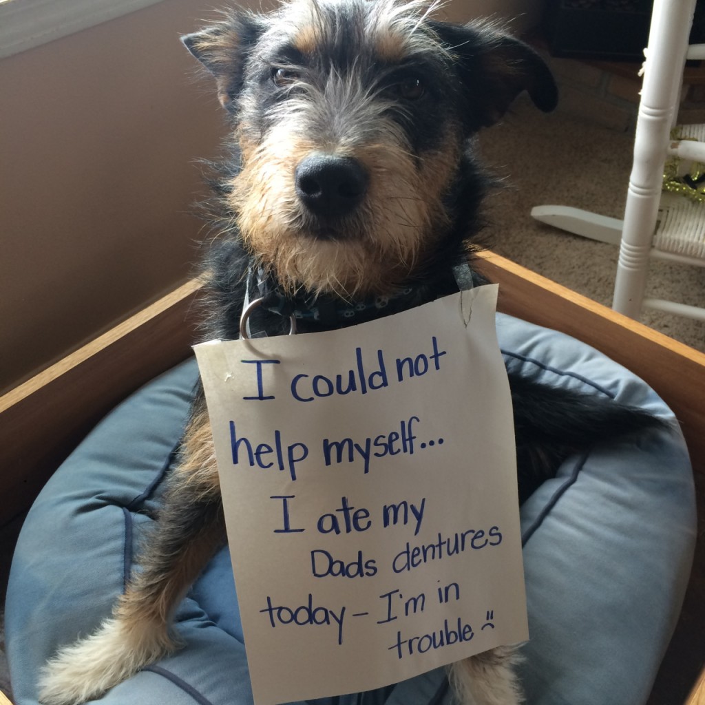 Via dog-shame.com