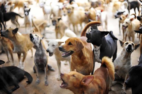 Photo: 3 Million Dogs
